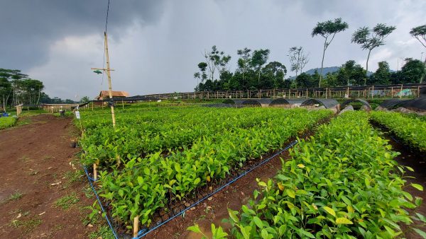 donate trees now