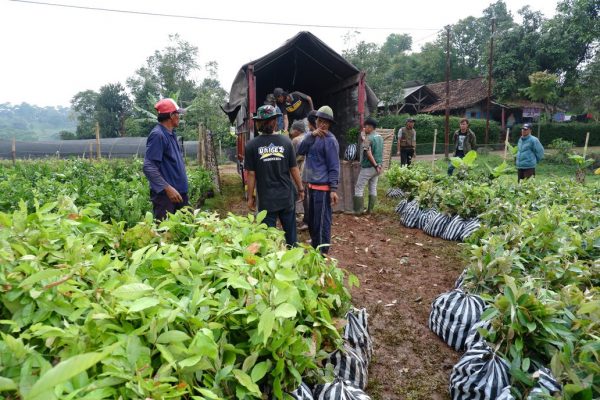 Tree planting