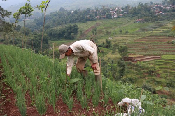 Farmer story: Iju, one of Trees4Trees best farmers from Neglasari village