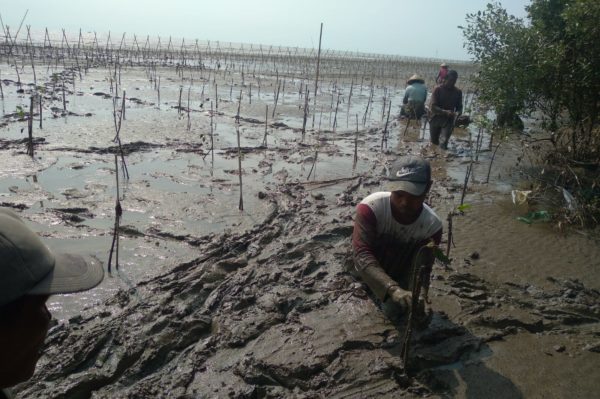 (Above) In areas like Kalikalong village in Pati Regency, Trees4Trees has been working to double mangrove cover