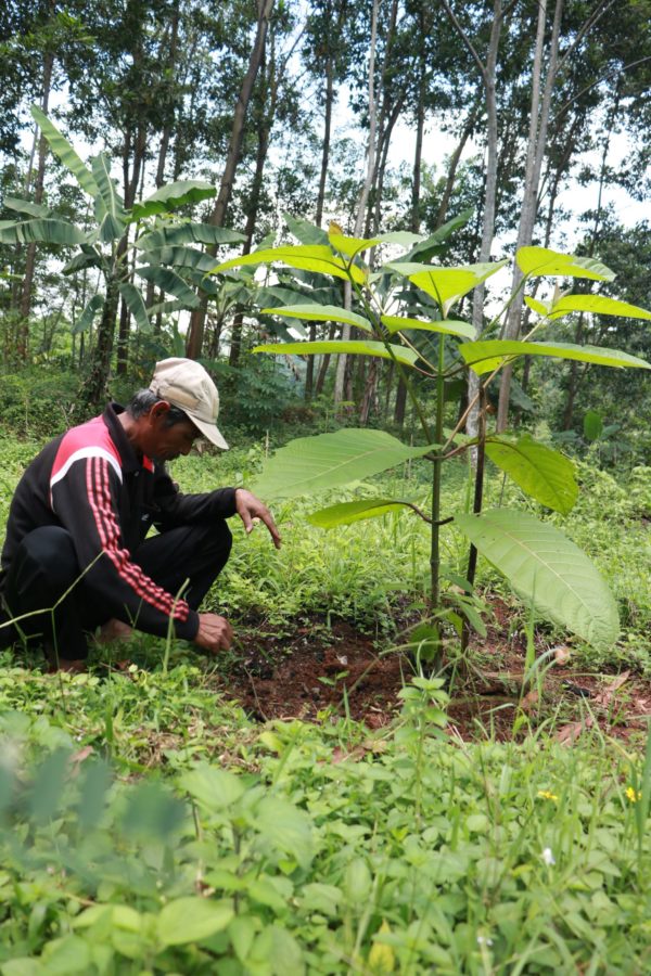 Planting Trees is a Better Legacy
