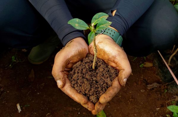 Donate Trees with Trees4Trees
