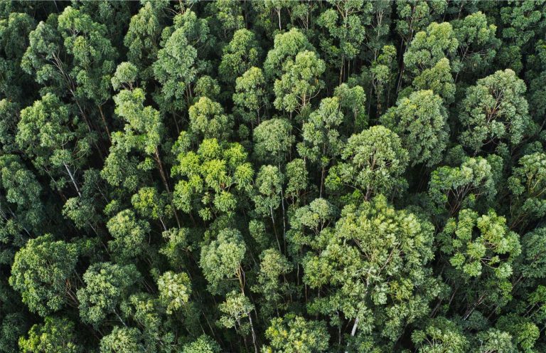 Why Plant Trees?